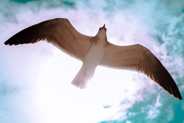 brown and white bird