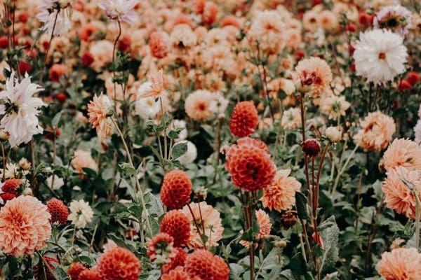 red and white flowers