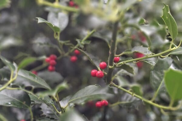 Kerstactiviteiten in het land